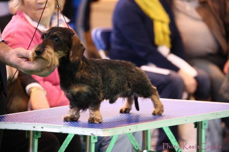 Crufts2011_2 553.jpg